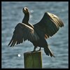 Le grand cormoran - Photo Dominique Marques